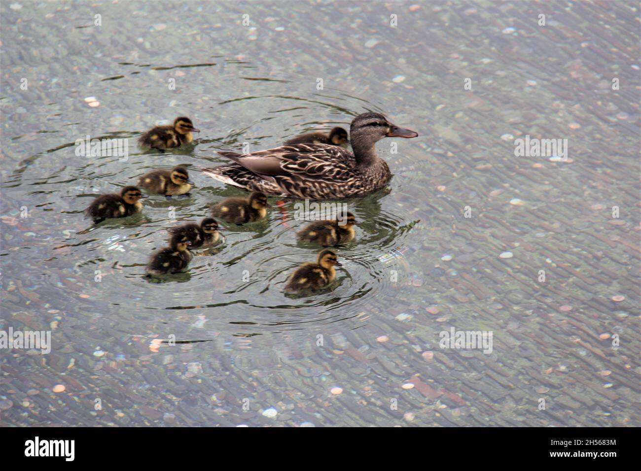 Eine Entenfamilie, eine Mutter und ihre Jungen schwimmen in einem