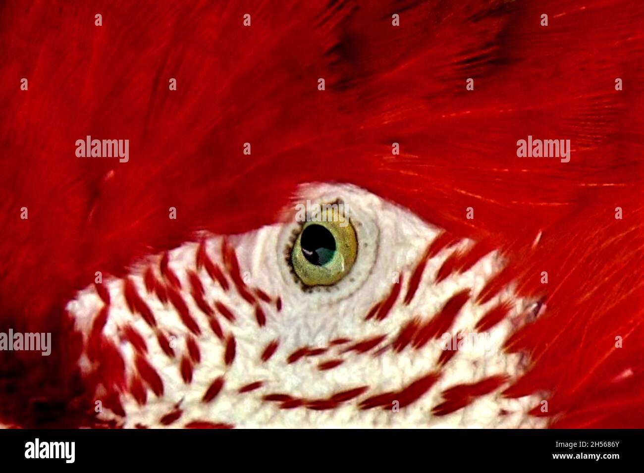 Nahaufnahme eines schönen roten Papageien in Bonito, Mato Grosso do Sul, Brasilien. Stockfoto