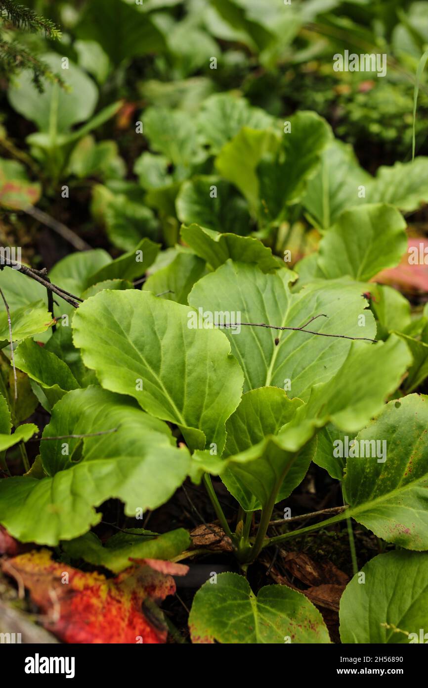 Elefanten Ohren Blätter - lateinischer Name - Bergenia crassifolia. Stockfoto