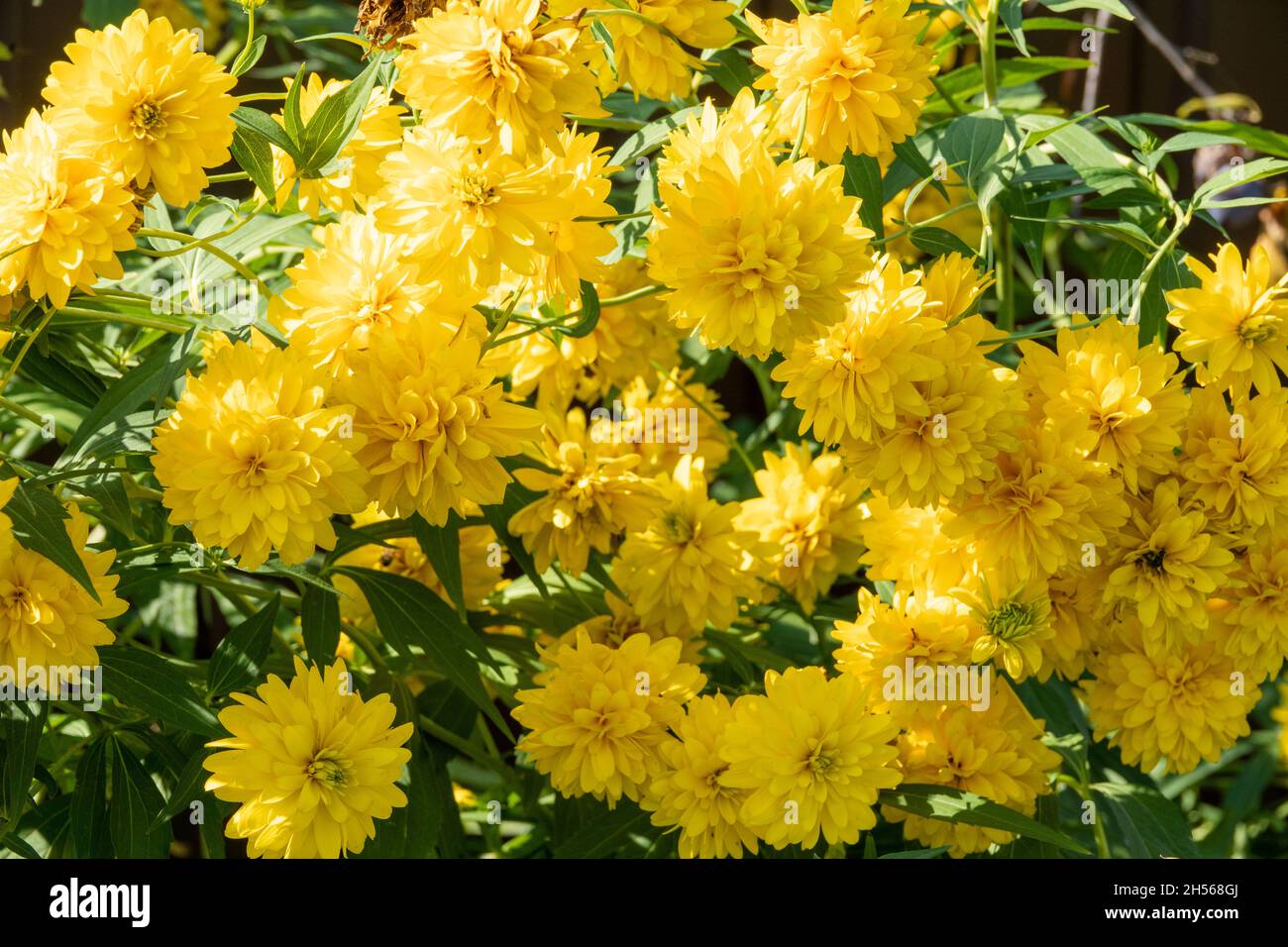 Leuchtend gelbe Staude Golden Glow Rudbeckia laciniata zweiblütige Pflanze.Rudbeckia laciniata gelbe Blüten im Garten Stockfoto