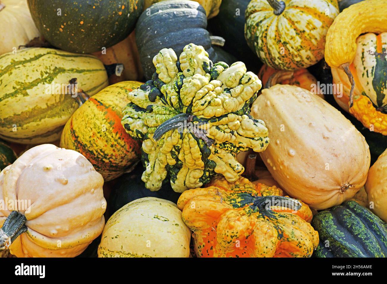 Sternförmige, verwarzte Zierkürbisse mit gelb-schwarz gestreifter Haut in Haufen aus bunten Kürbissen Stockfoto