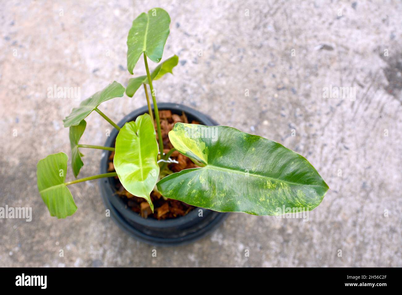 Pflanze in einen Topf, Philodendron burle marx variierte Stockfoto