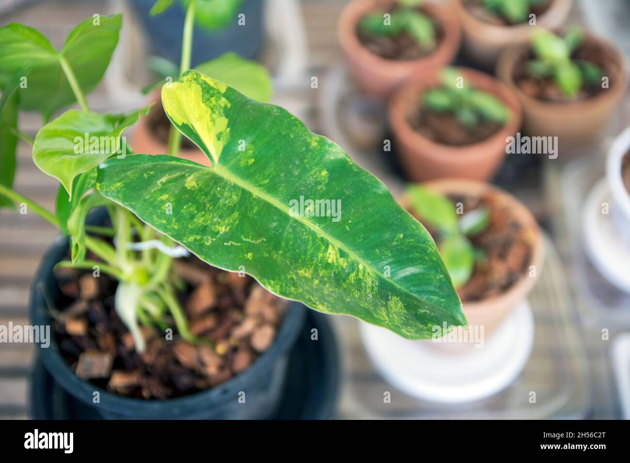 Pflanze in einen Topf, Philodendron burle marx variierte Stockfoto