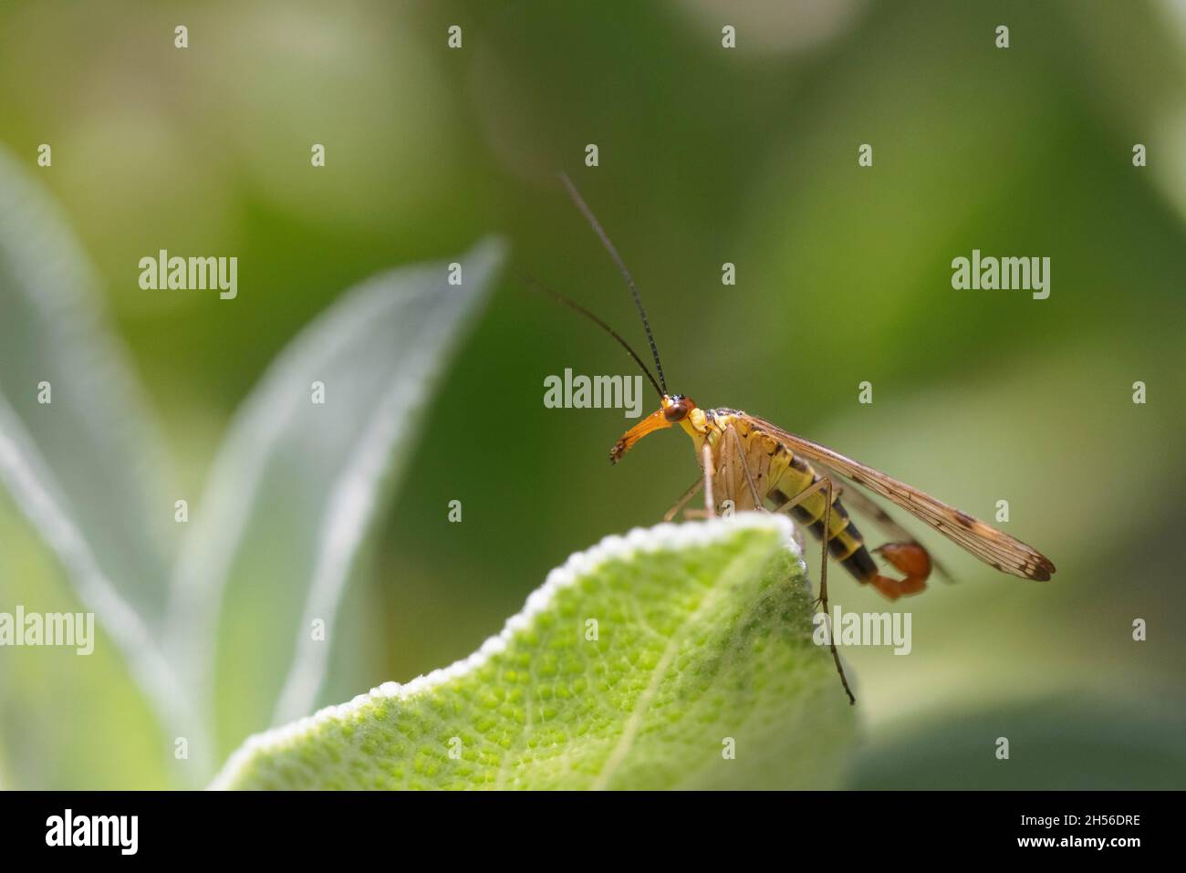 Männliche Skorpionfliege, Panorpa communis Stockfoto