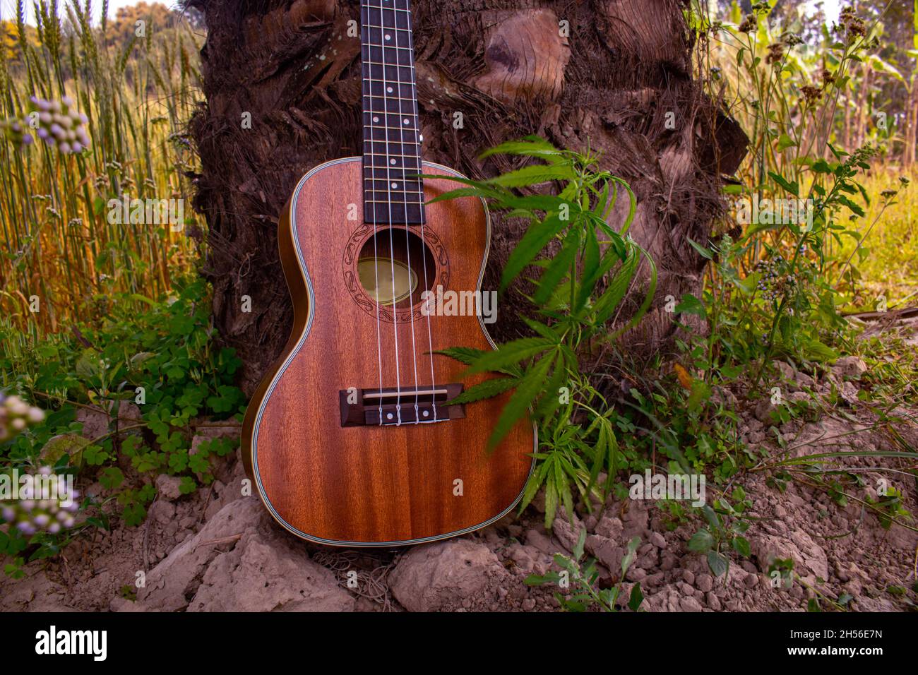 Lied mit Marihuana. Ukulele singt Lieder mit der Natur. Grüne Blätter von Cannabis neben einer Gitarre. Stockfoto