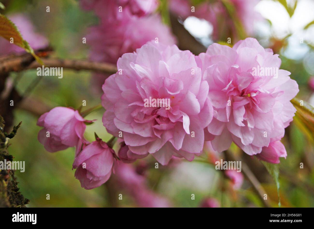 Sakura Zweig mit zarten dichten Blüten mit rosa Blütenblättern und Die grünen Blätter auf dem Baum im Park auf dem Frühlingstag Stockfoto