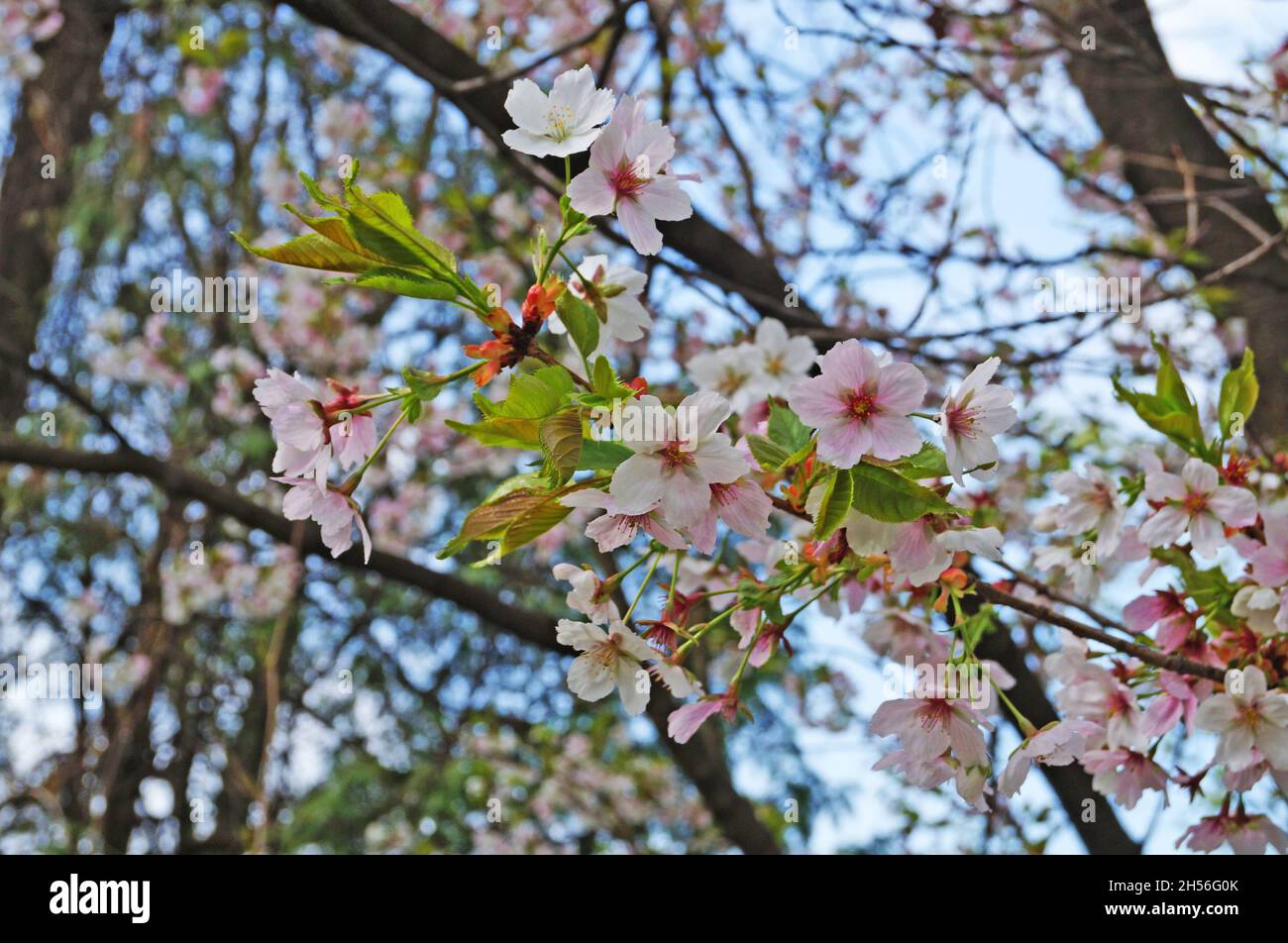 Kirsch- und Kirschblüten mit weißen Blütenblättern auf einem Ast Mit grünen Blättern an einem sonnigen Frühlingstag Stockfoto