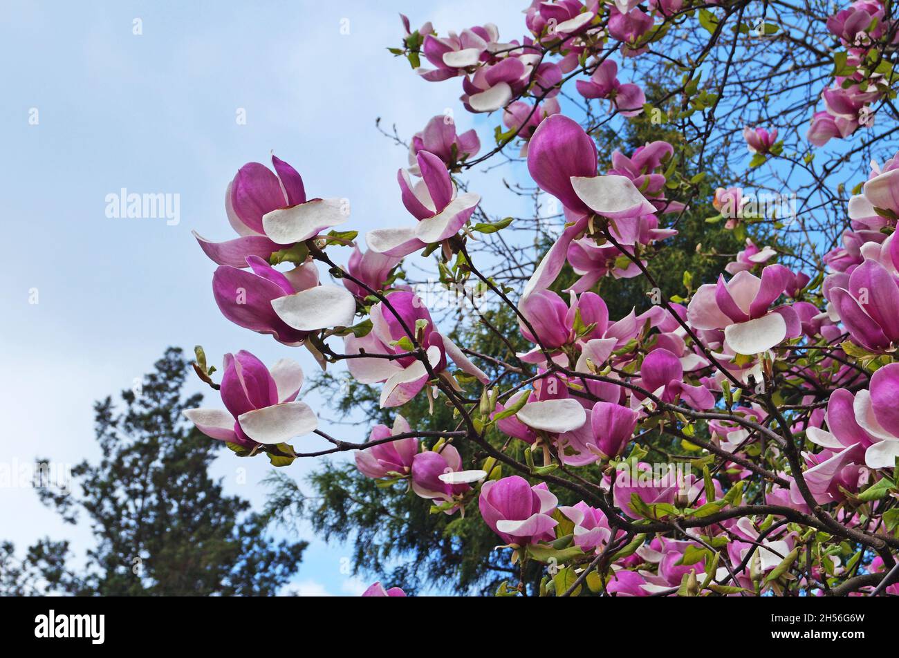 Magnolie mit großen Blüten mit zarten rosa und weißen Blütenblättern Auf einem Zweig mit grünen Blättern im Garten und Im Park an einem Frühlingstag Stockfoto