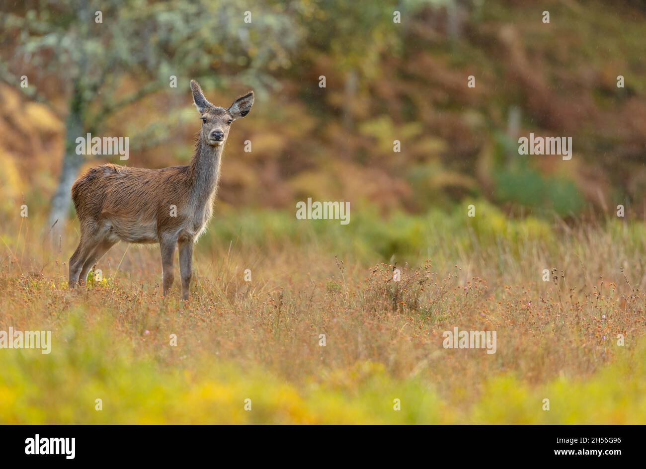 Wild, heimisch, Rothirschhund oder Weibchen, standen bei regnerischem Herbstwetter in Glen Strathfarrar, Highlands of Scotland. Gegenüberliegende Kamera. Platz für Kopie. Stockfoto