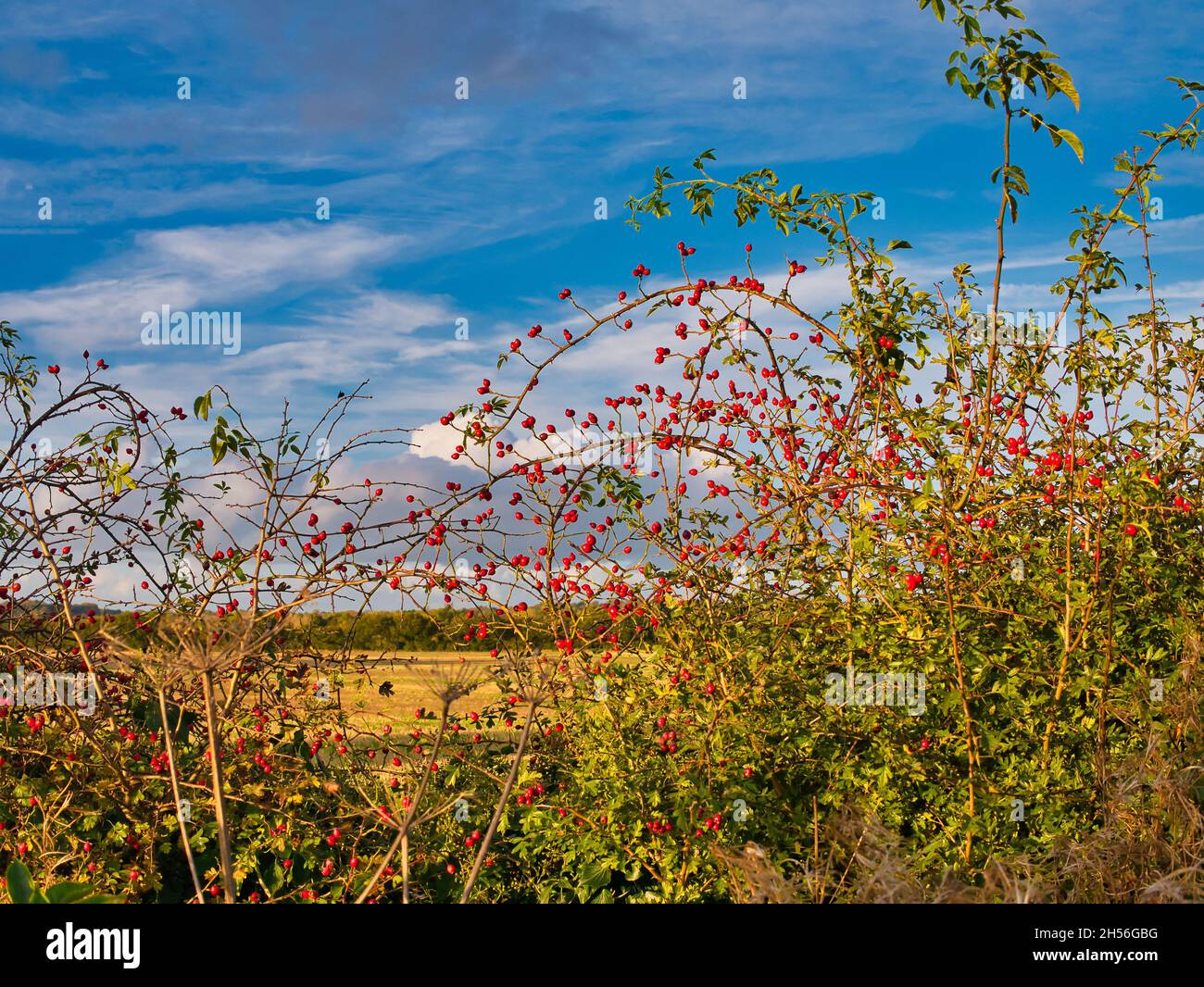 Wilde, nicht kultivierte rote Beeren in einer ländlichen Hecke. Aufgenommen an einem sonnigen Herbstnachmittag. Stockfoto
