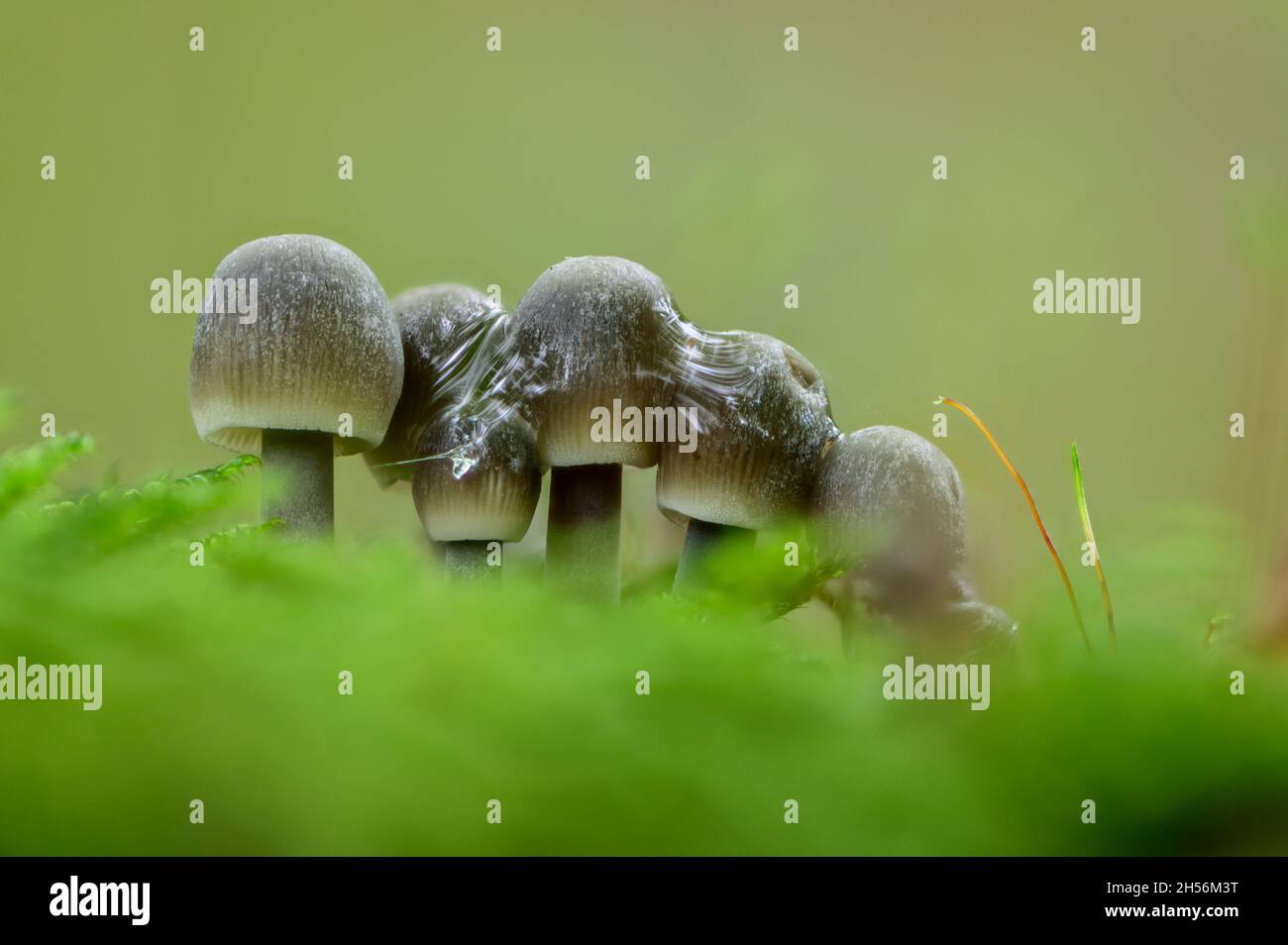 Eine Gruppe A 5 kleine mycena Pilze mit Regentropfen Stockfoto