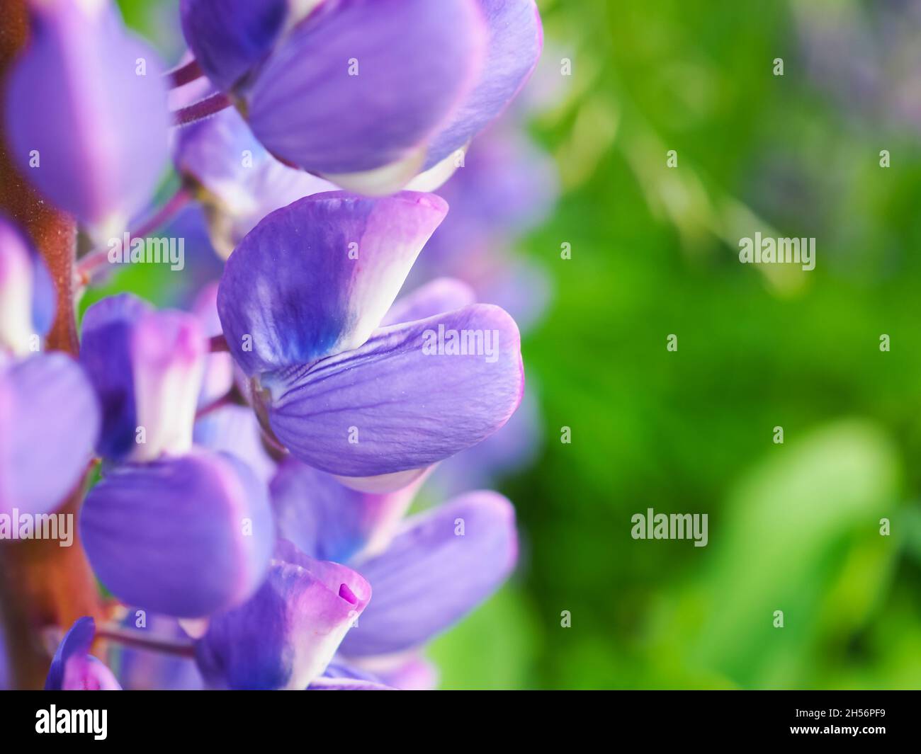 Lupinus mit violetten Blüten blühen. Makroansicht Foto von Lupinenblume. Krautige Pflanze der Familie der Hülsenfrüchte mit violetten Blüten. Wildblume. Blumen Stockfoto