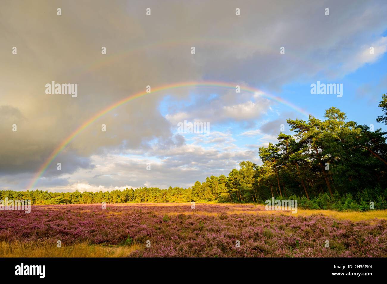 Regenbogen über einem lila Heidefeld mit Kiefernwald, Veluwe, Niederlande Stockfoto