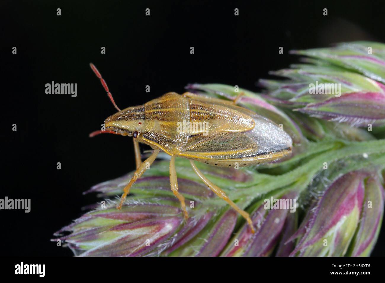 Makrofoto eines Bischofs Mitre Shieldbug (Aelia acuminata). Dies ist eine häufige Getreidepest. Stockfoto