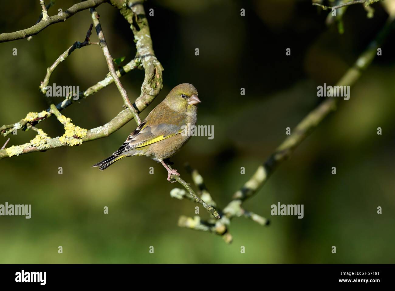 Greenfinch sitzt in einem Baum Stockfoto