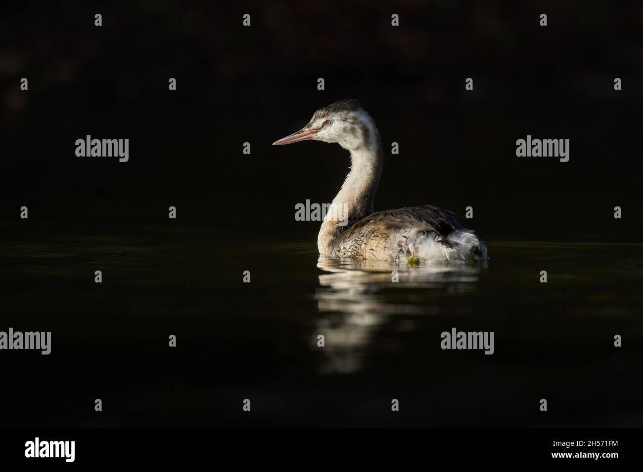 Juvenile Great Crested Grebe Stockfoto