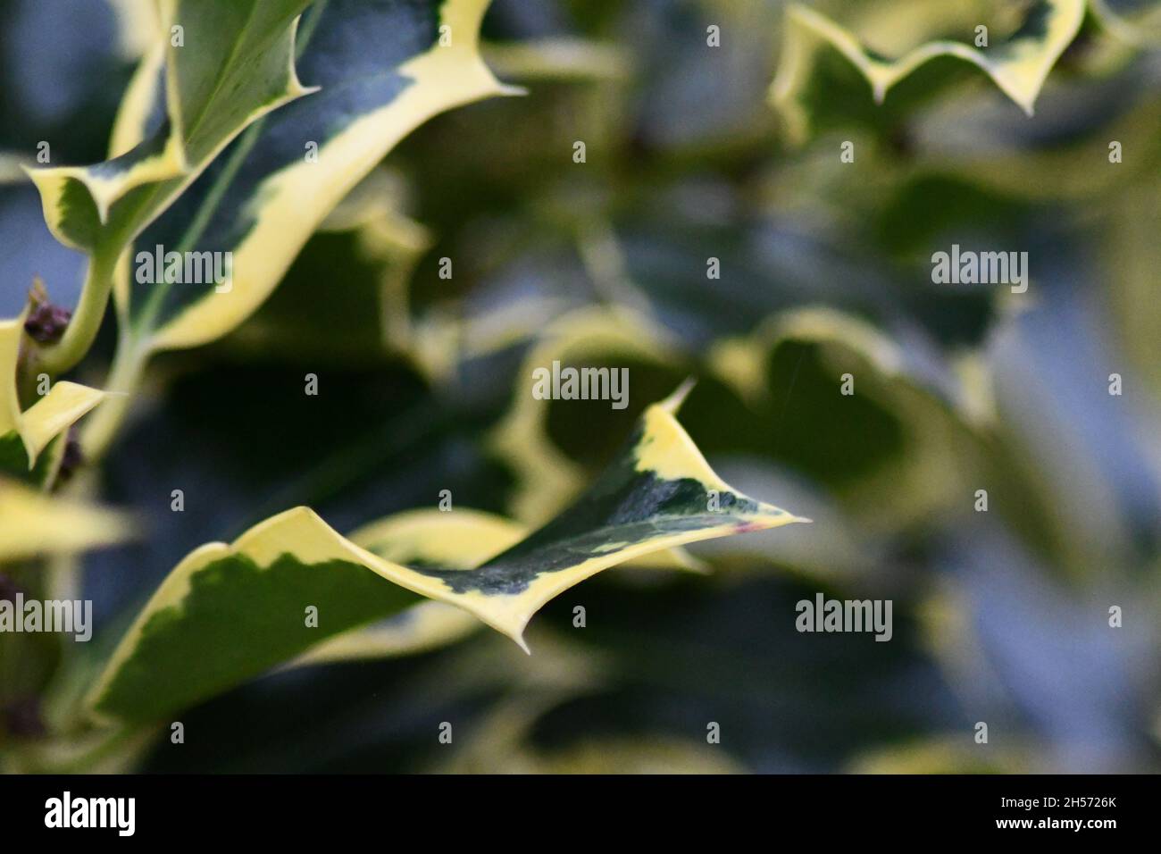 Ilex aquifolium 'Handsworth New Silver' Holly, Nahaufnahme eines Zweiges mit dunklem Hintergrund Stockfoto
