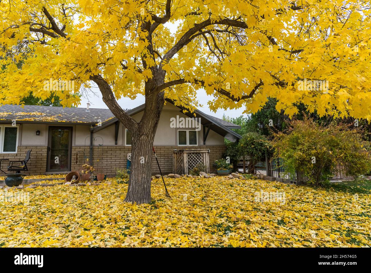 Ein Weißer Aschenbaum, Fraxinus americana, in brillanter Herbstfarbe im Herbst in Utah. Stockfoto