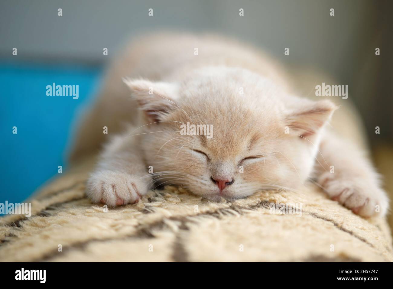 Nahaufnahme eines entzückenden britischen Kurzhaar-Kätzchens, das auf dem Sofa schlaft Stockfoto