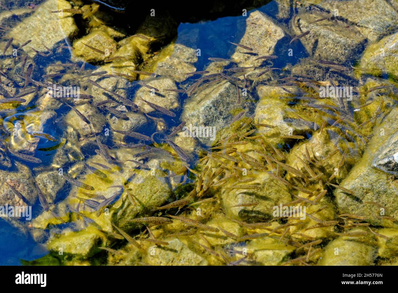 Gewöhnliche Grufze in Loch Ness. Der eurasische Zwerg, der Zwerg oder der gewöhnliche Zwerg (Phoxinus phoxinus) ist eine kleine Art von Süßwasserfischen aus der Karpfenfamilie Stockfoto