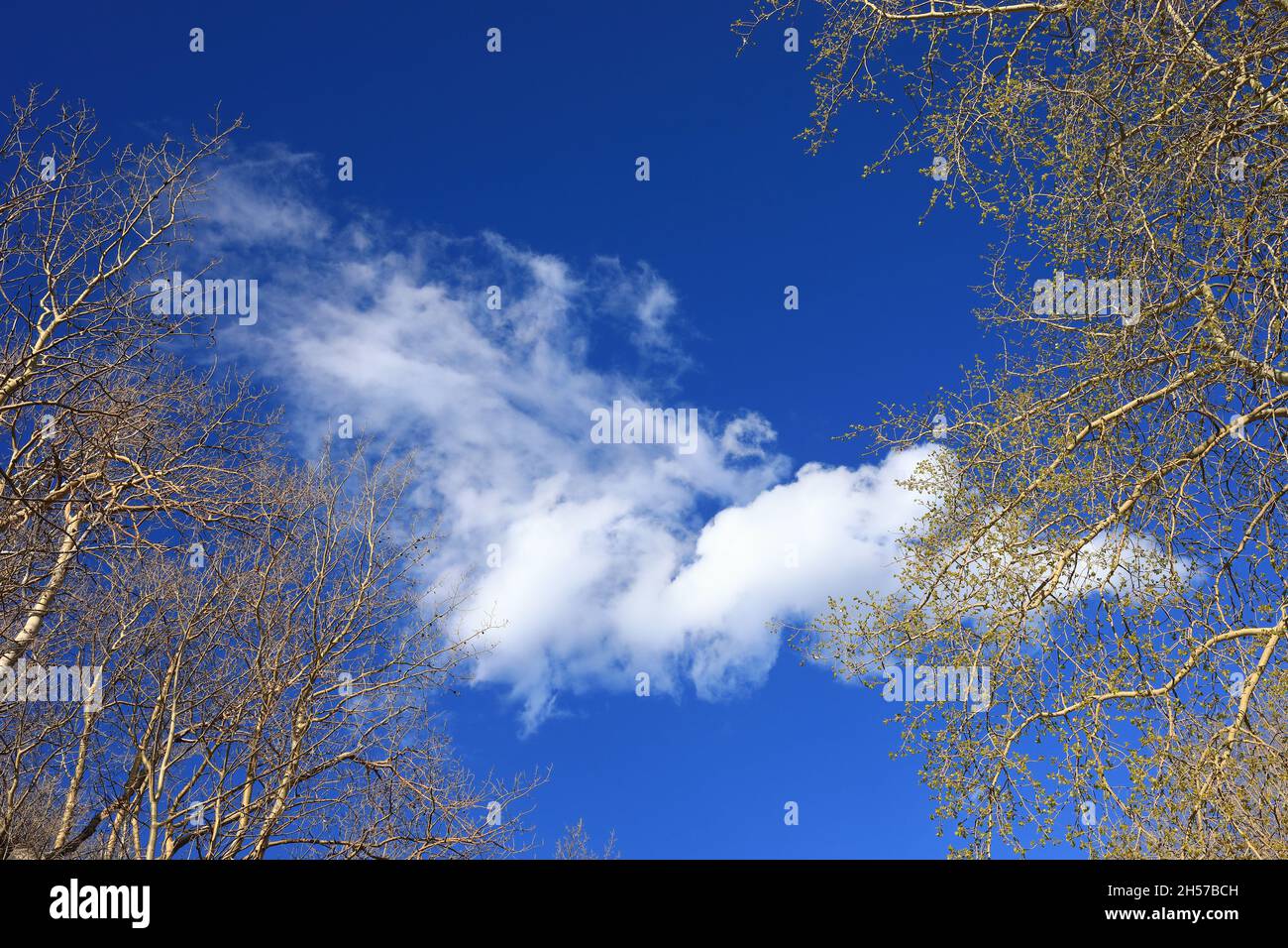 Blau und weiß am Himmel Stockfoto