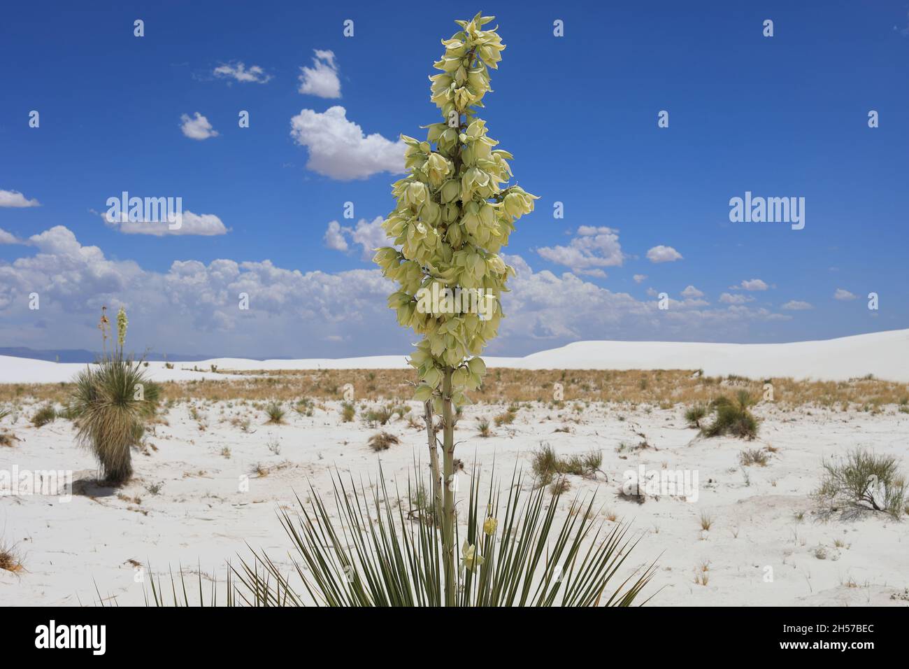 Weißer Sand mit Pflanzen Stockfoto