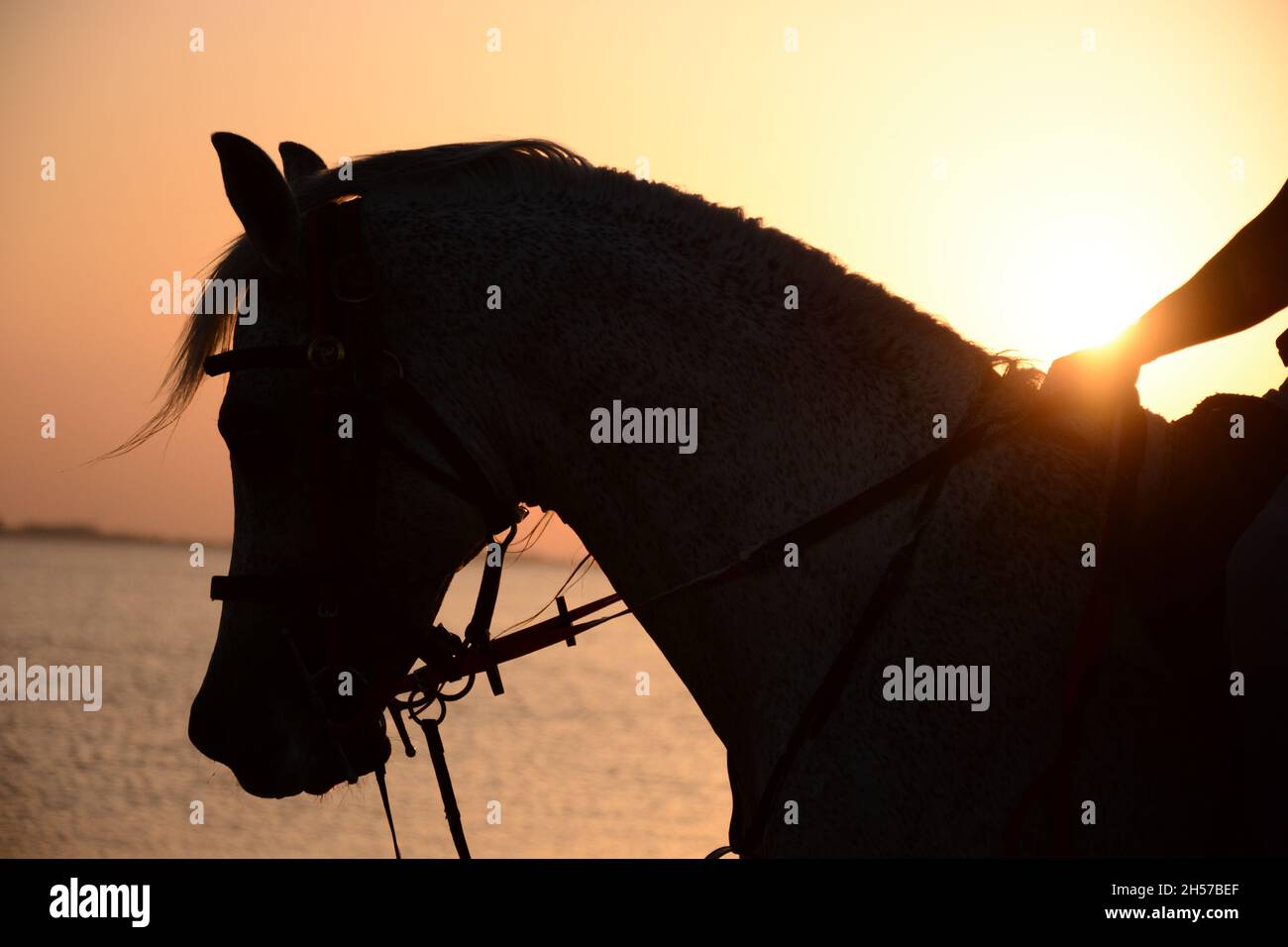 Silhouette eines Pferdekopfes am Al Uqair Strand im Arabischen Golf bei Sonnenuntergang Stockfoto