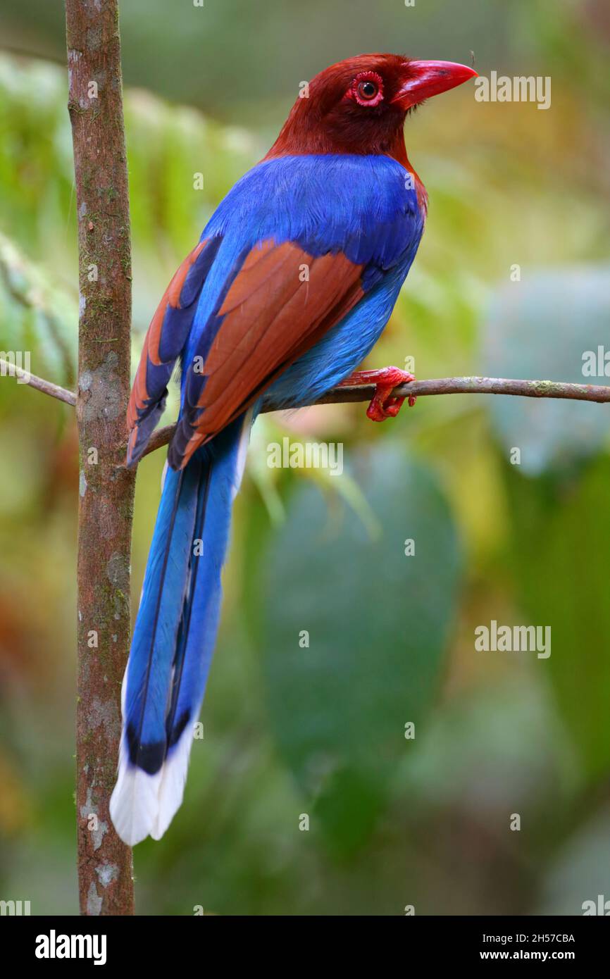 Ein Erwachsener Sri Lanka Blue Magpie (Urocissa ornata) oder Ceylon Blue Magpie im Sinharaja Forest Reserve, Sri Lanka. Diese Art ist nur in Sri Lanka zu finden Stockfoto