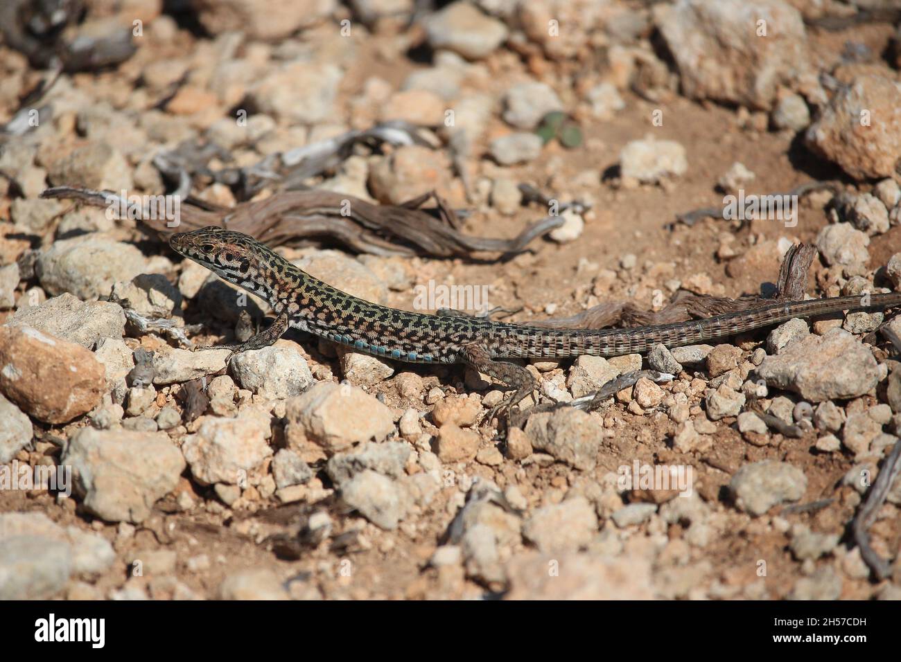 Männchen der Maltesischen Mauereidechse, Podarcis filfolensis, sonnt sich auf dem felsigen Untergrund der Insel Comino, Malta Stockfoto