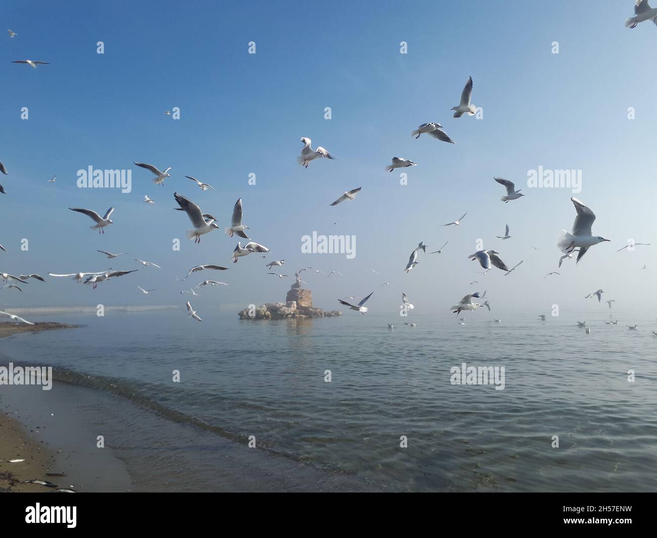 Möwen fliegen auf stillem Meer unter Nebel Stockfoto