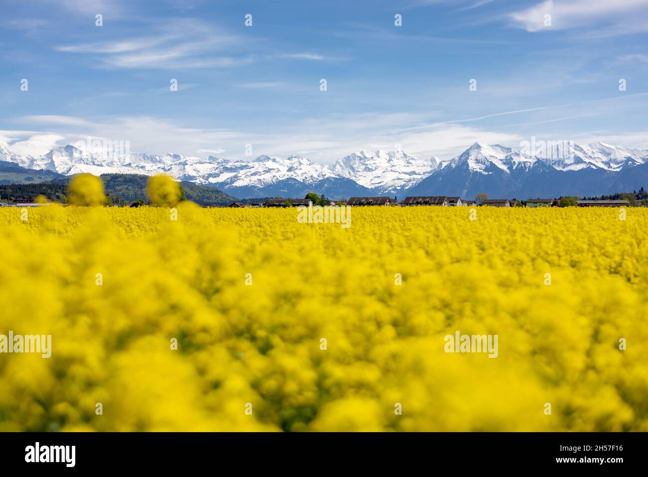 Ein Rapsblumenfeld auf dem Hintergrund der verschneiten Berge Stockfoto