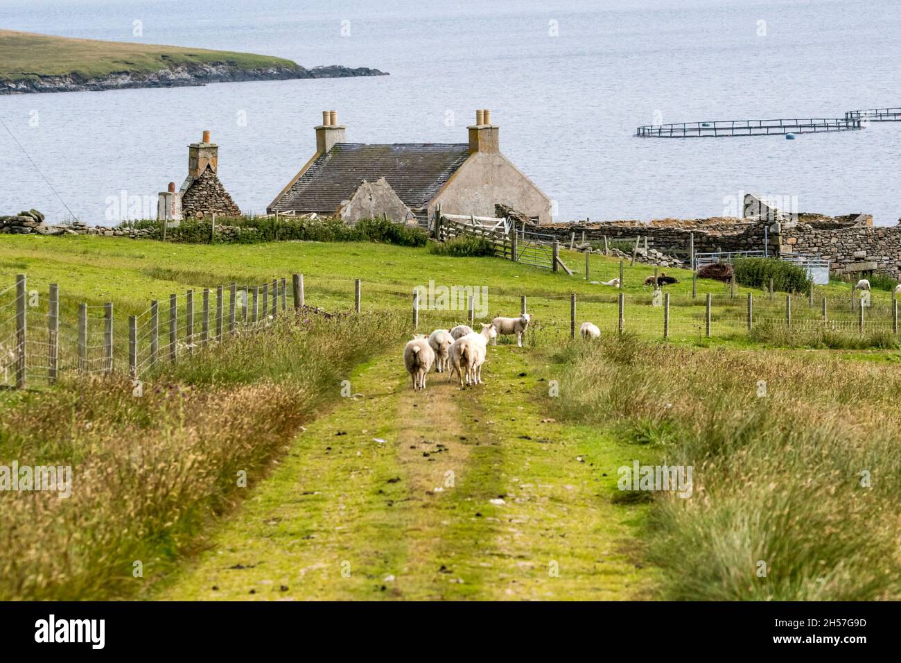 Das verwelkte Farmstead & Pony fank in Kirkabister auf Yell, Shetland Islands. Am Ufer von Basta Voe. Stockfoto