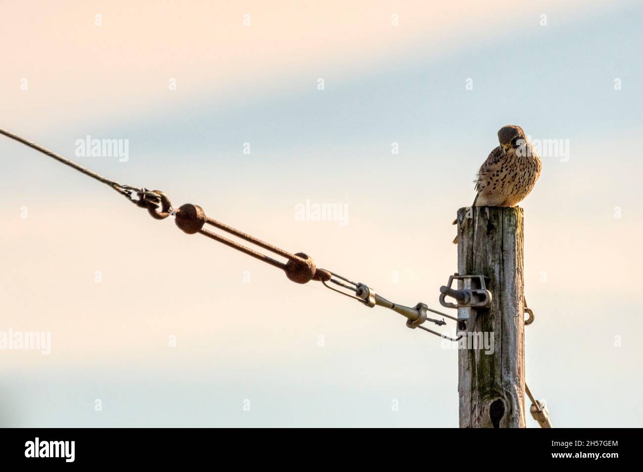 Weiblicher Turmfalke, der auf dem Telegrafenmast thront. Stockfoto