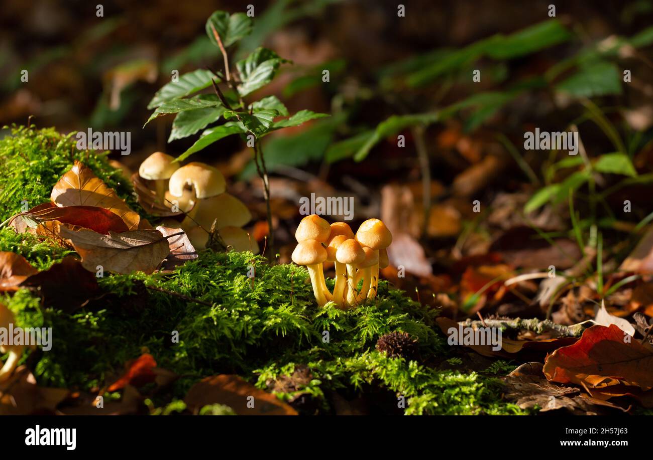 Pilze im Wald. Schließen. Warme Farben Stockfoto