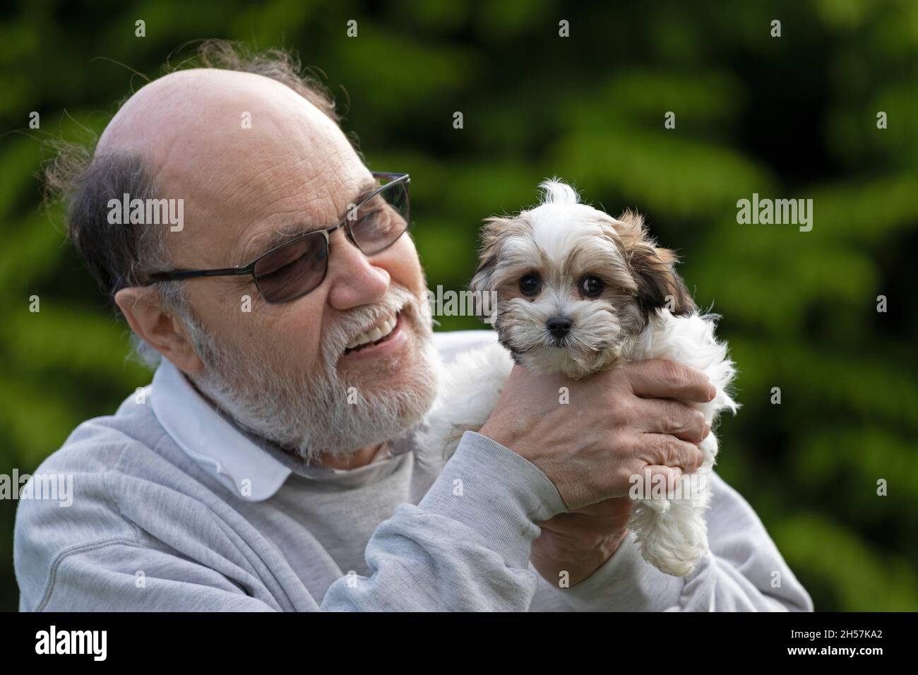 Älterer Mann, der Bolonka Zwetna, einen Welpen aus dem Spielzeug, in den Händen hält, bichon, Deutschland Stockfoto