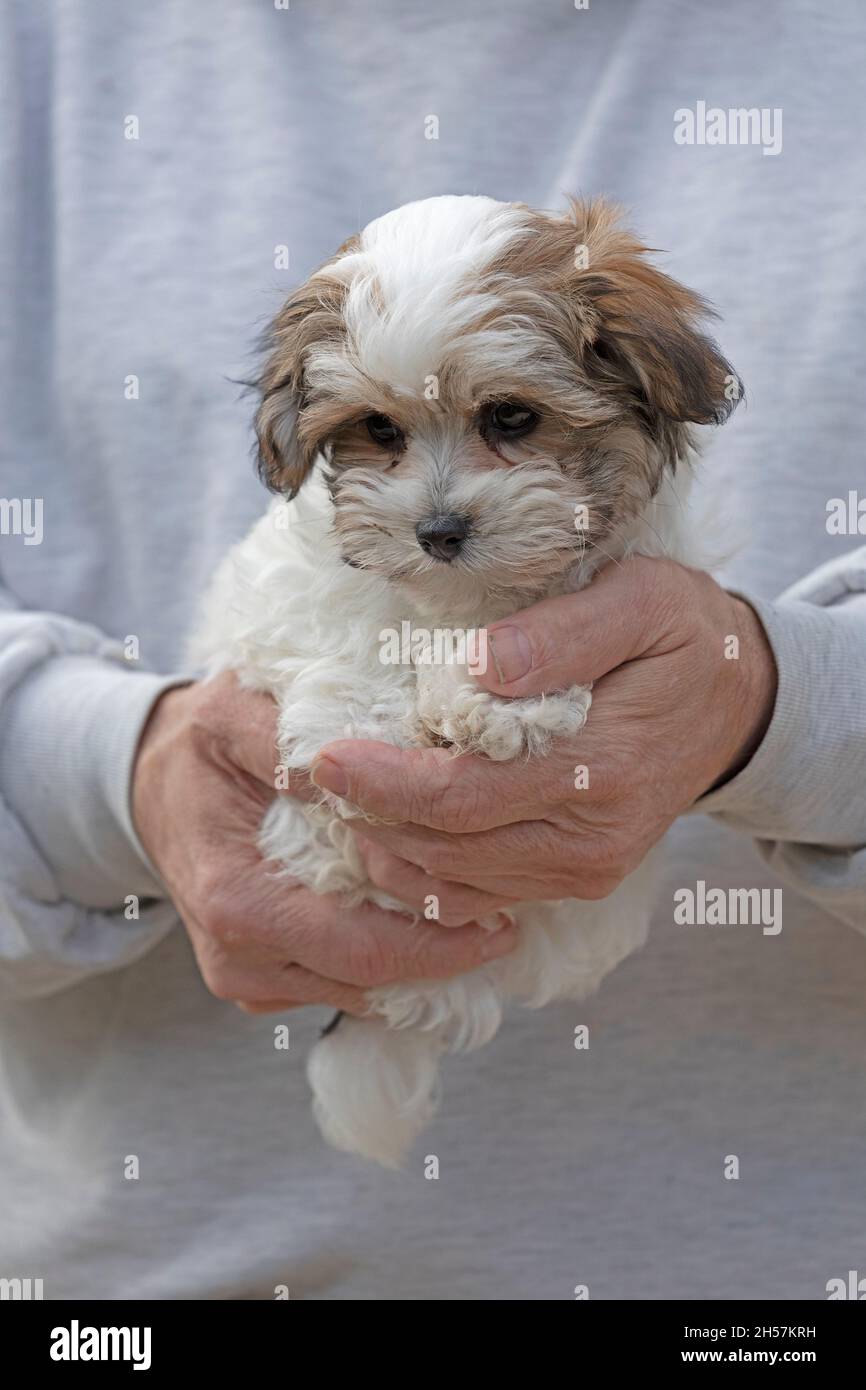 Älterer Mann, der Bolonka Zwetna, einen Welpen aus dem Spielzeug, in den Händen hält, bichon, Deutschland Stockfoto