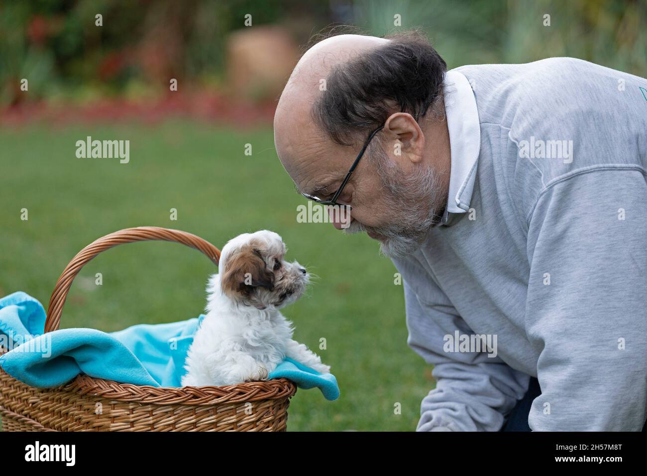 Älterer Mann, der seinen Bolonka Zwetna-Spielzeughund-Welpen ansieht, bichon, Deutschland Stockfoto