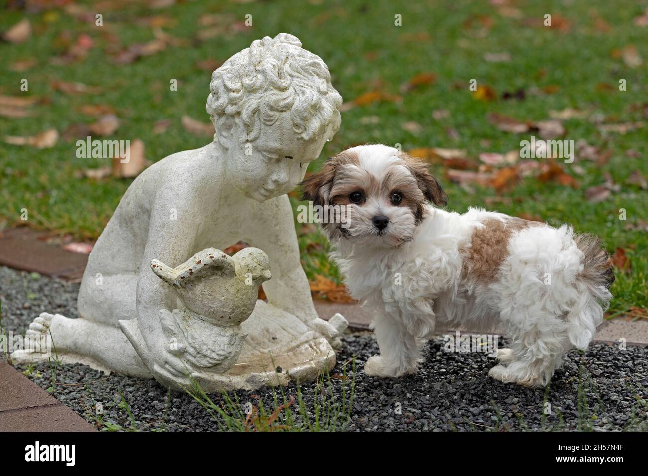 Bolonka Zwetna Spielzeug Hund Welpen neben Garten Skulptur, bichon, Deutschland Stockfoto