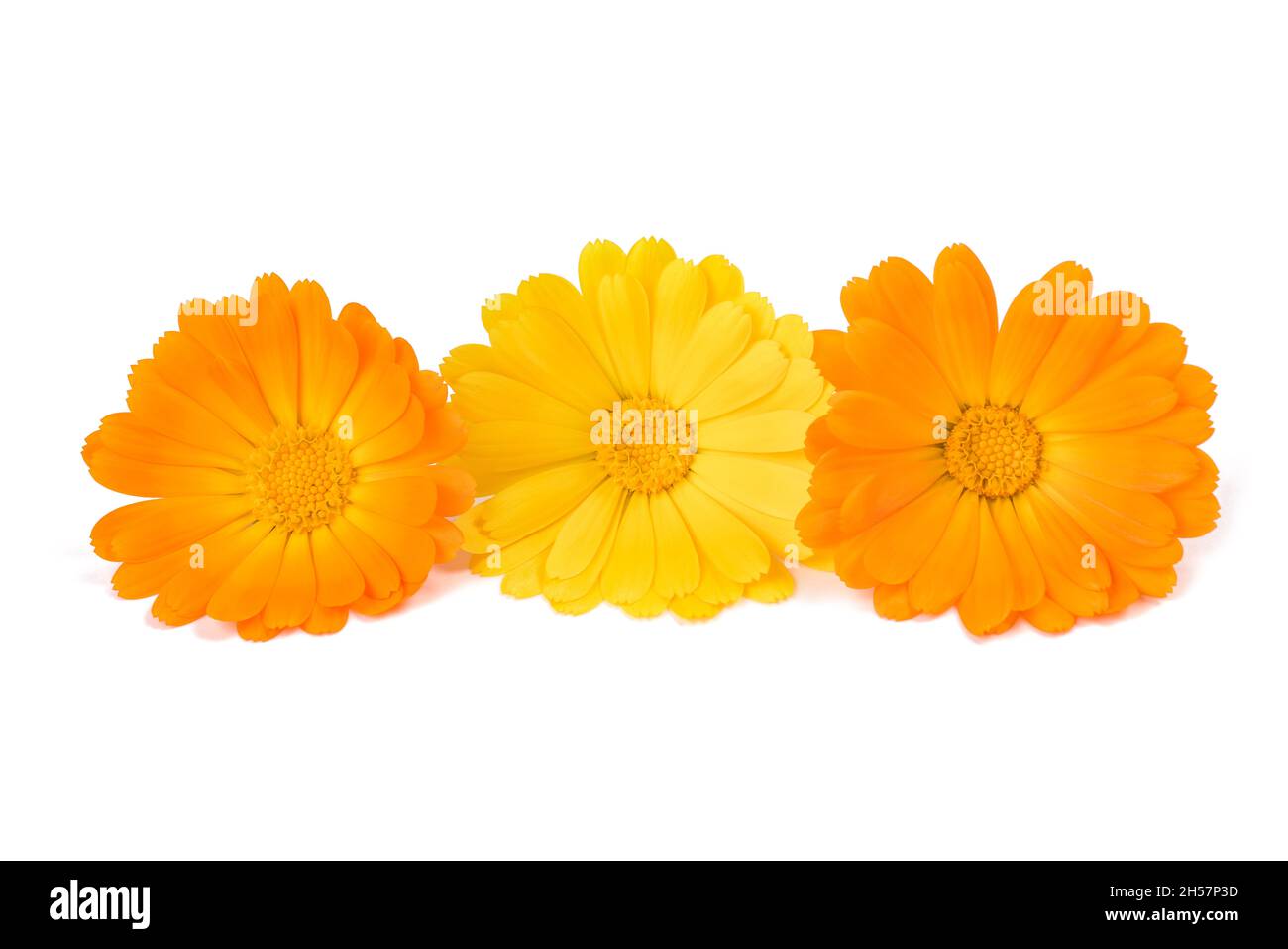 Ringelblumen isoliert auf weißem Hintergrund Stockfoto