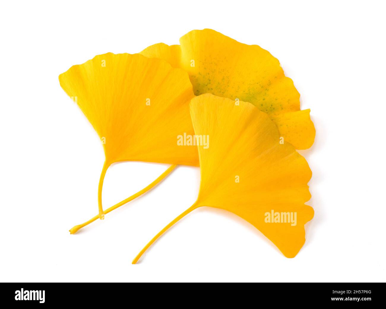 Ginkgo getrocknete Blätter isoliert auf weiß Stockfoto