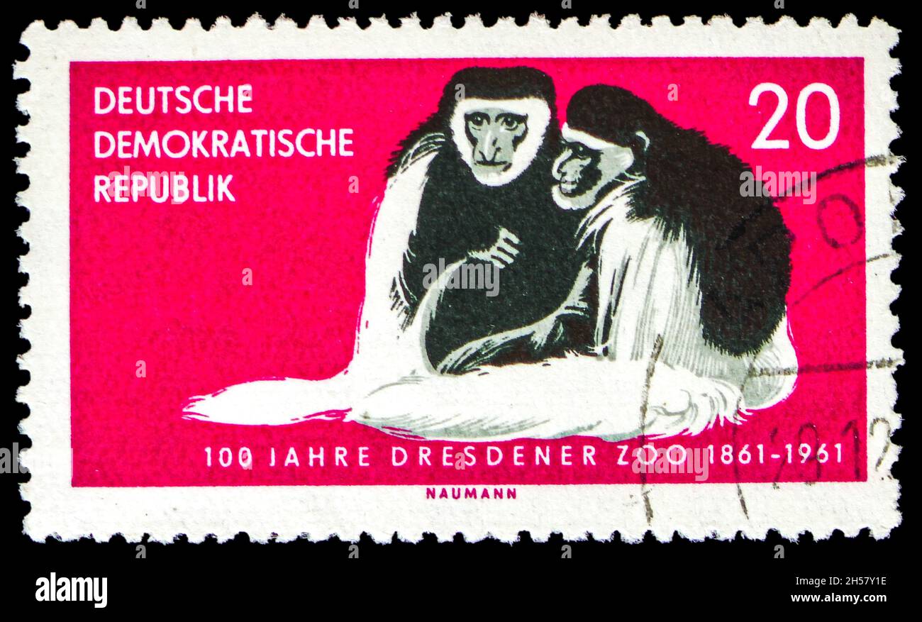 MOSKAU, RUSSLAND - 24. OKTOBER 2021: In Deutschland gedruckte Briefmarke zeigt östlichen Schwarz-Weiß-Kolobus (Colobus abyssinicus caudatum), 100 Jahre DR Stockfoto