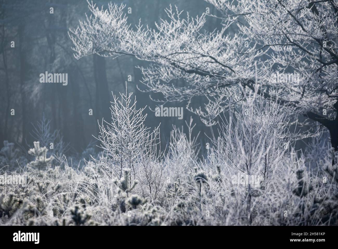 Wald im Frost am Wintermorgen, Drenthe, Niederlande Stockfoto