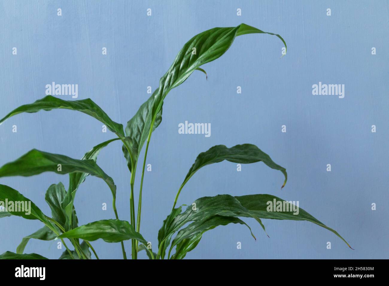 Topfpflanze vor blauem Hintergrund mit leerem Platz für Text Stockfoto