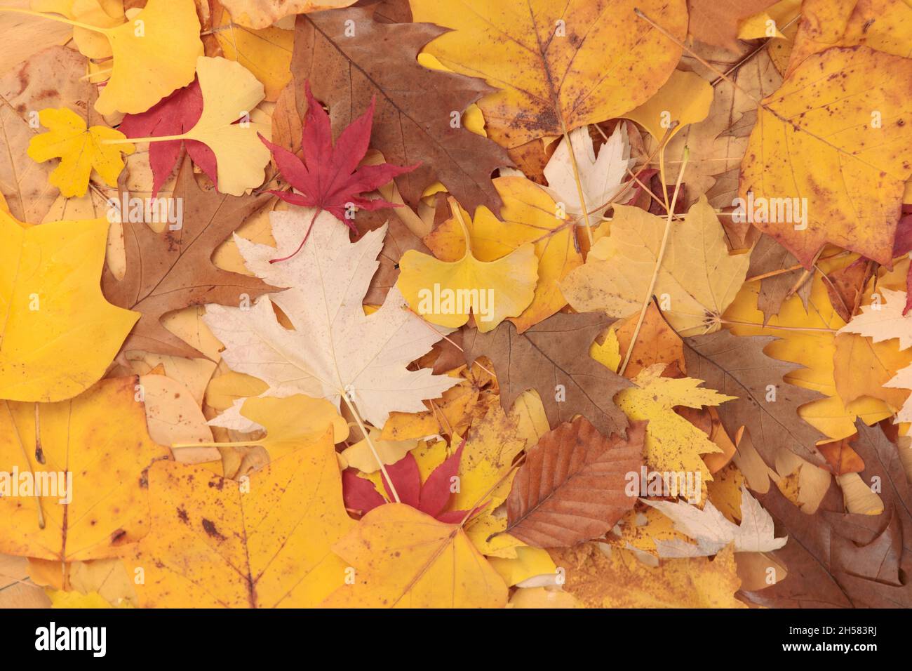 Hintergrund Herbstblätter. Flach liegend Kopienplatz. Gelbe, orange, braune Blätter auf dem Boden. Stockfoto