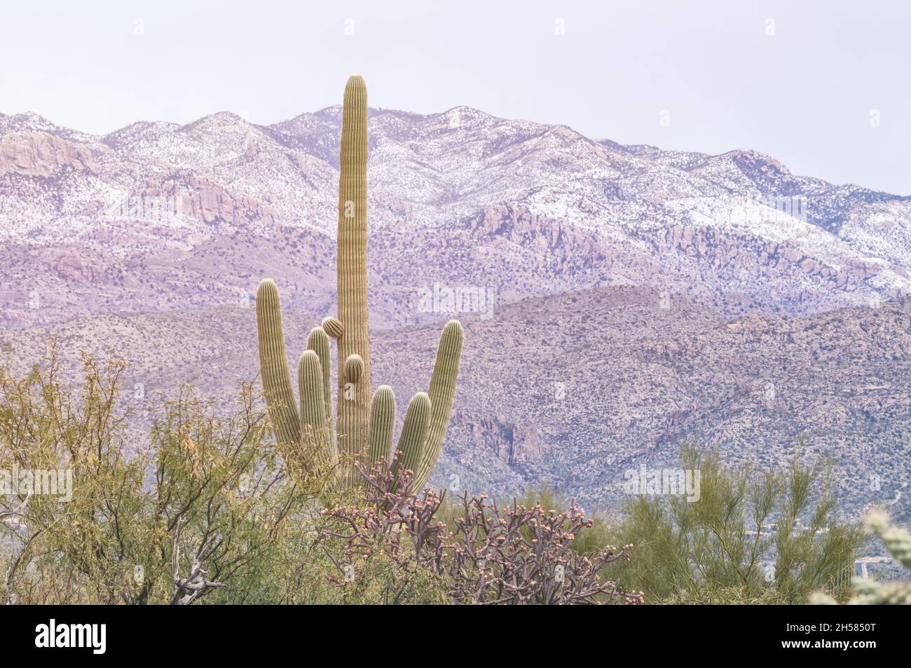 Sonoran Wüstenlandschaft mit saguaro Kakteen, Carnegiea Gigantea und schneebedecktem Berggipfel im Saguaro Nationalpark, Tucson, Arizona, USA. Stockfoto