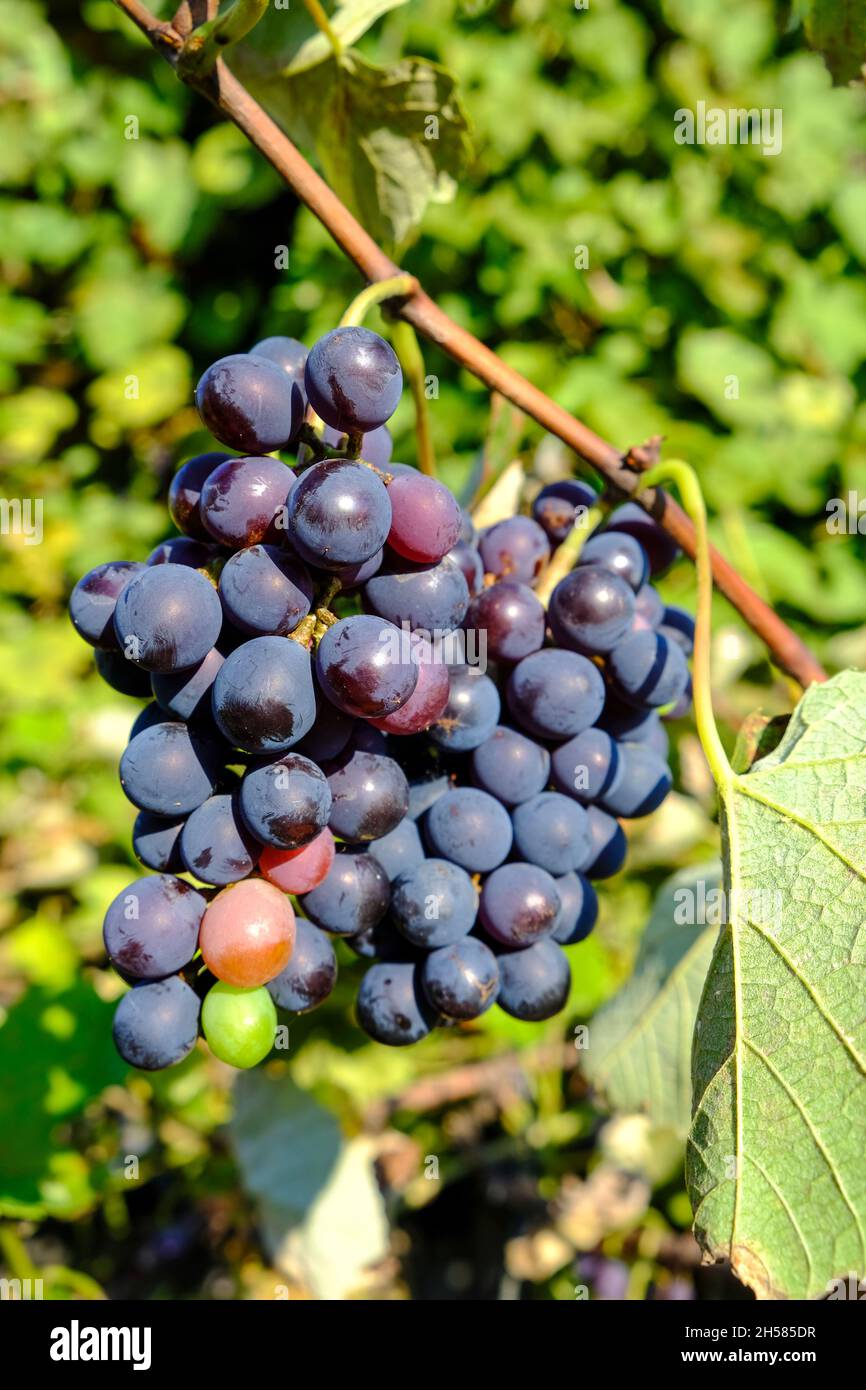 Duftende Trauben (isabella-Trauben), die in der Schwarzmeerregion angebaut werden, haben mit ihrem unterschiedlichen Aroma und Geruch zahlreiche Vorteile für die menschliche Gesundheit. Stockfoto