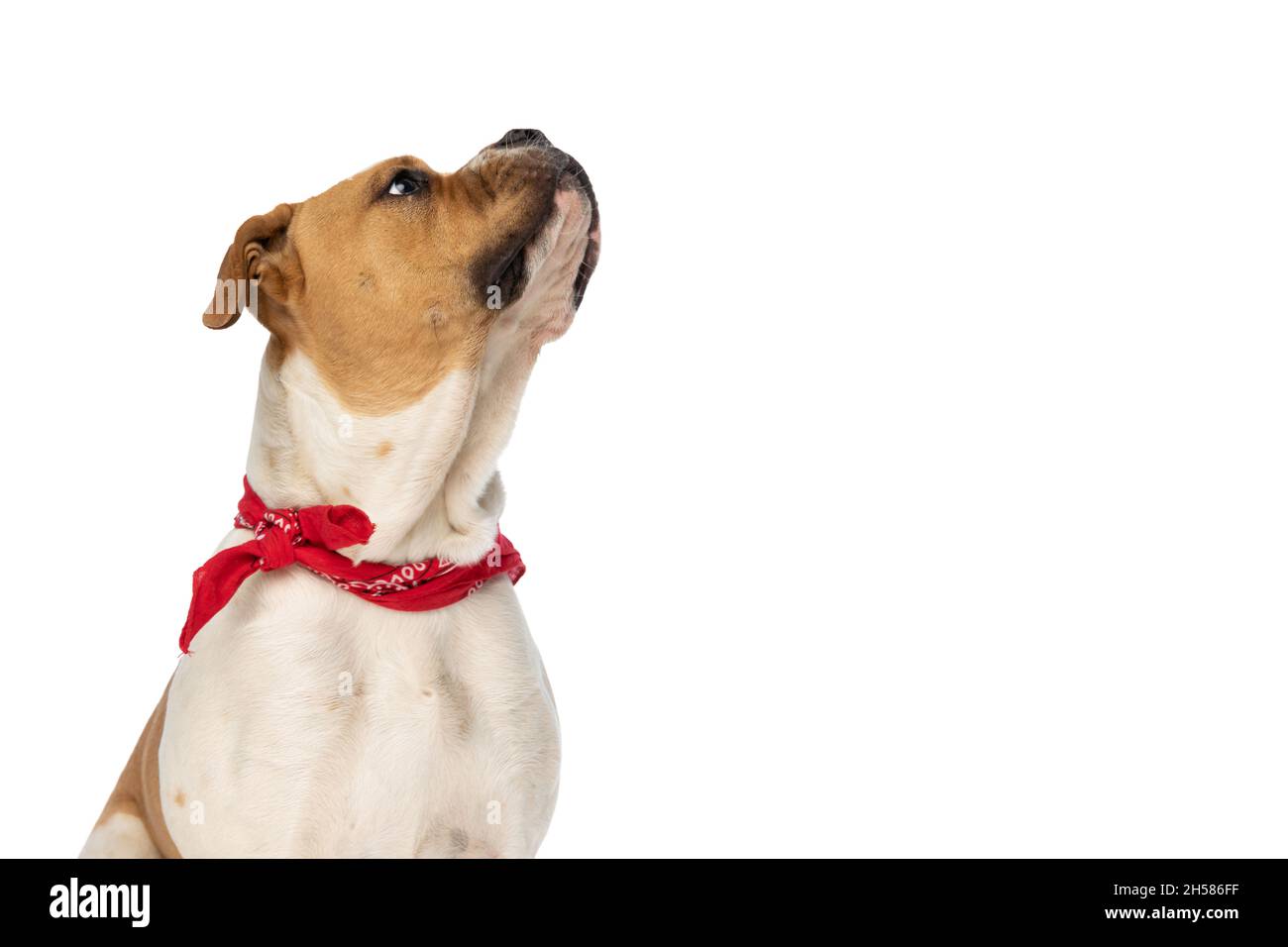 Seitenansicht einer amerikanischen Bulldogge, die aufschaut und ein rotes Bandana auf weißem Hintergrund trägt Stockfoto