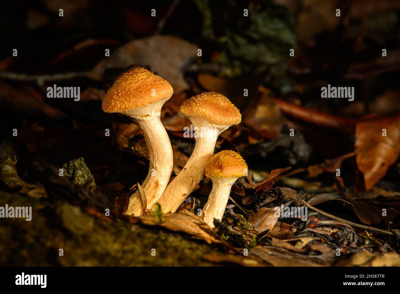Gruppe von drei kleinen braun-weißen Pilzen in einem dunklen Wald inmitten herbstlicher Blätter Stockfoto