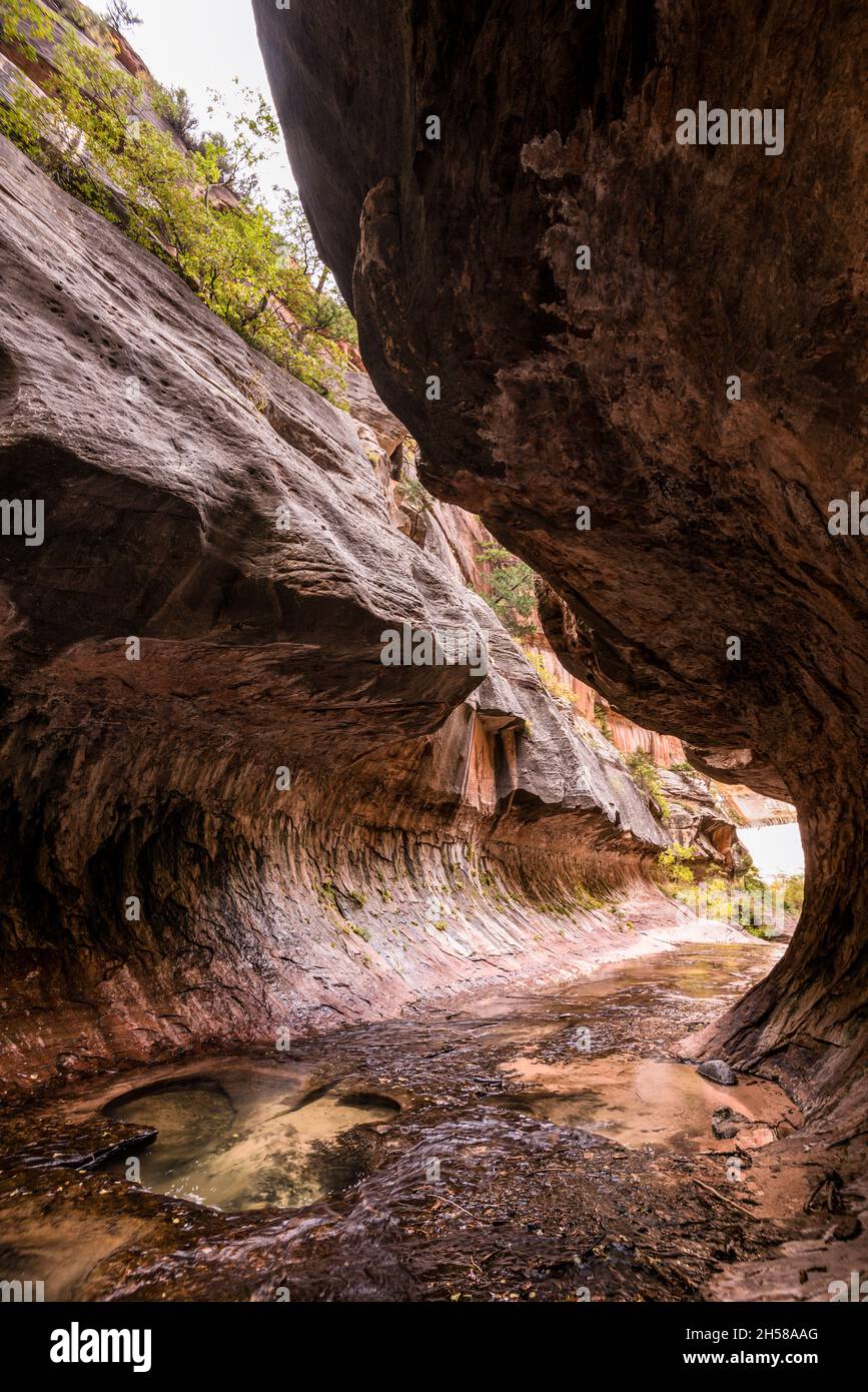 Großartiges Wahrzeichen der Subway Gorge im Zion National Park in Utah, USA Stockfoto