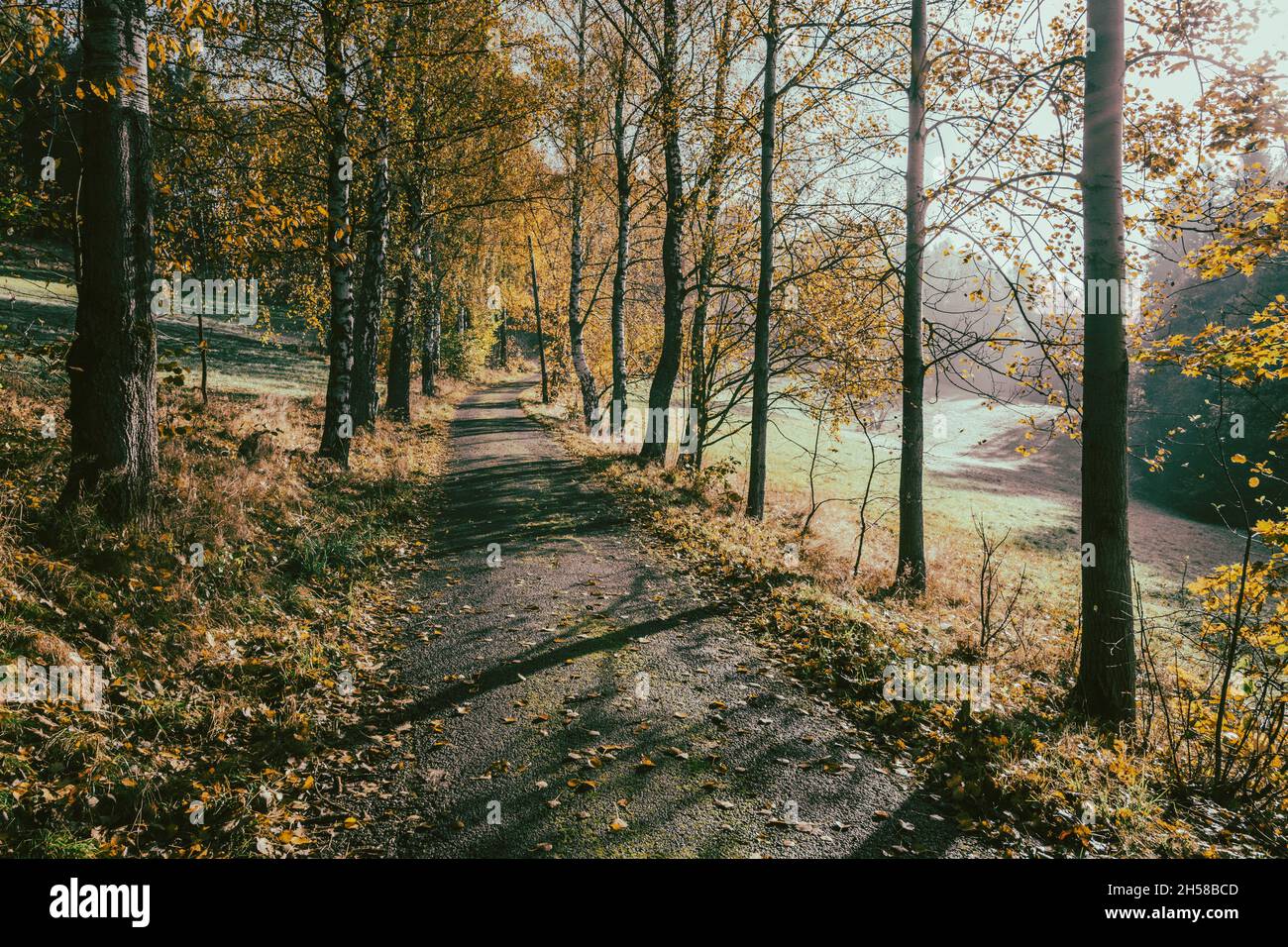 Enge ländliche Asphaltstraße im Herbst Stockfoto